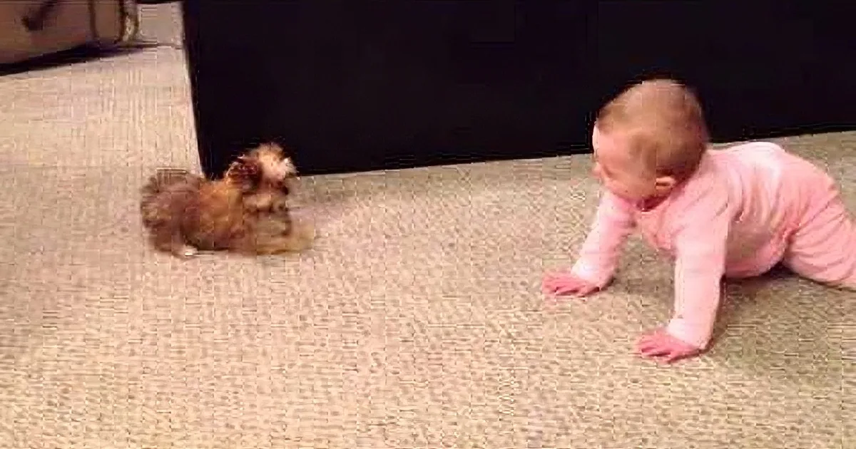 A baby in pink clothes is crawling on a carpet, looking at a small brown puppy.