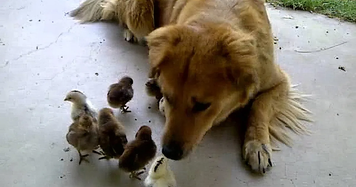 A golden retriever is gently interacting with a group of baby chicks on a concrete surface.