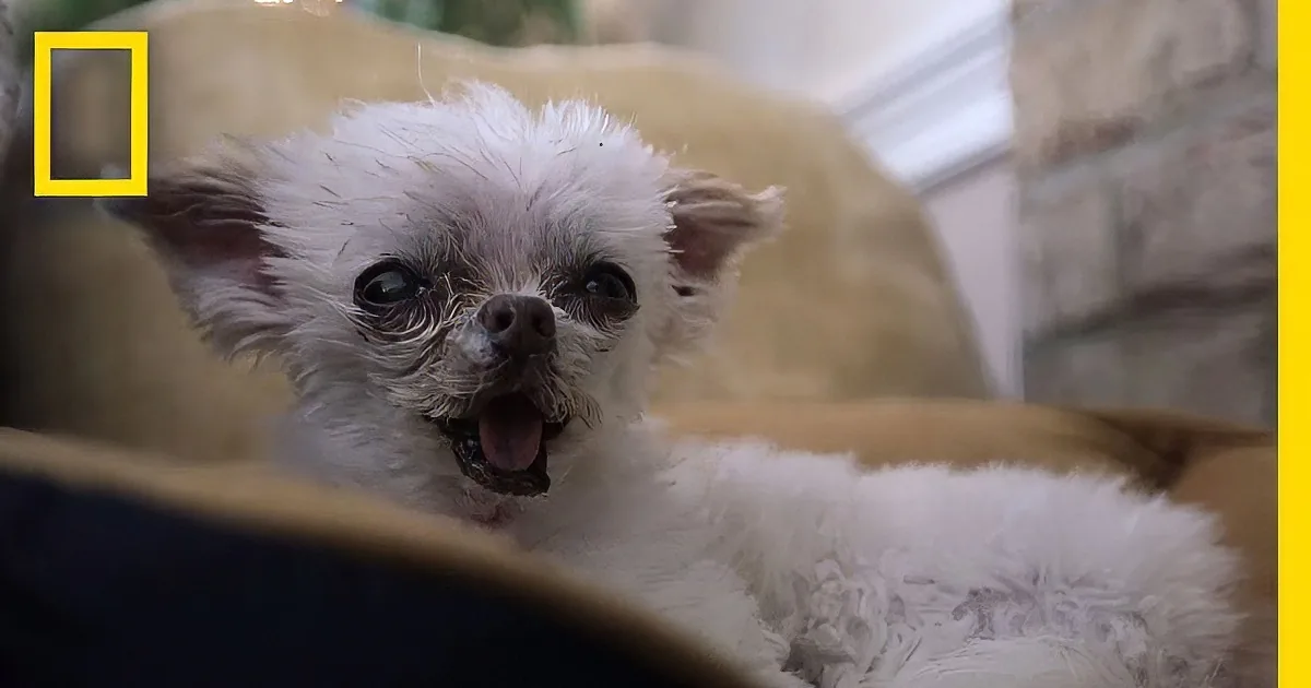 A fluffy white puppy with a slightly open mouth and big eyes is lying on a cushion.