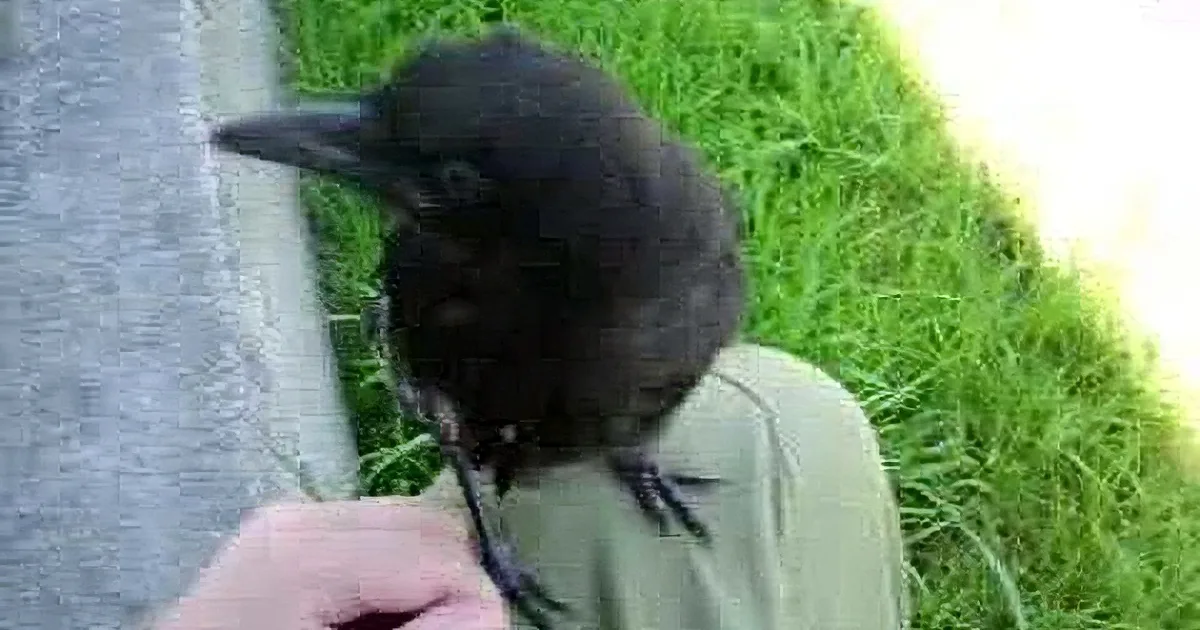 A small black bird perched on a person's hand in a grassy area.