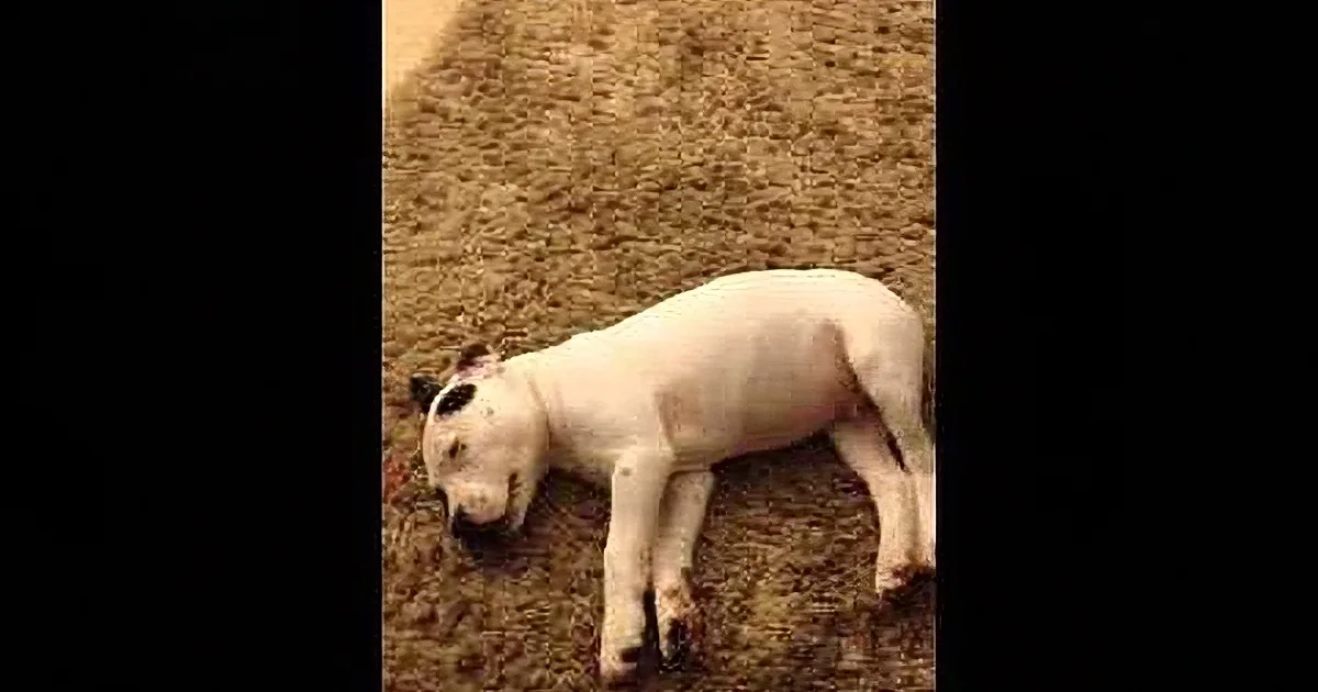 Puppy''s Nightmares Have Him Shaking! When One Beat Dog Awakens From His Slumber, I Lost It!