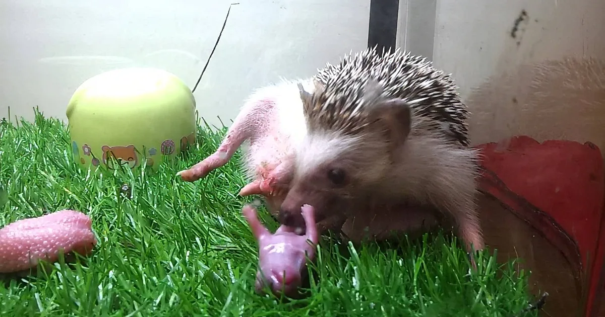 A hedgehog is eating a pink object on artificial grass, with a green bowl and red item in the background.