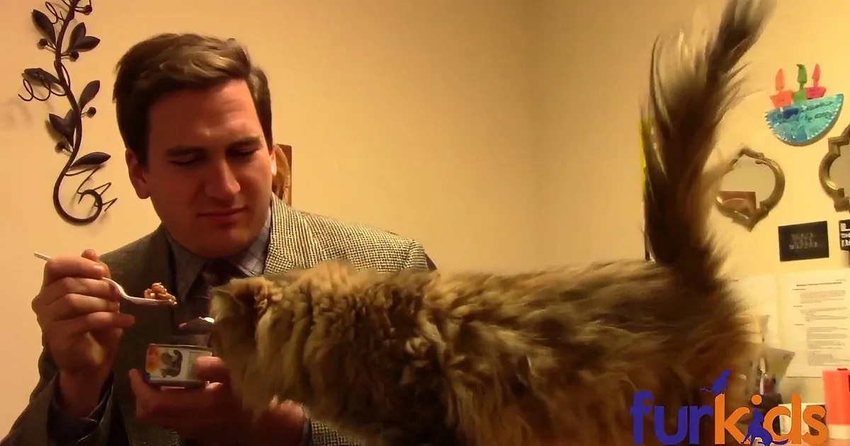 A man feeds a fluffy cat from a small container, with a "Furkids Animal Rescue & Shelter" logo in the corner.