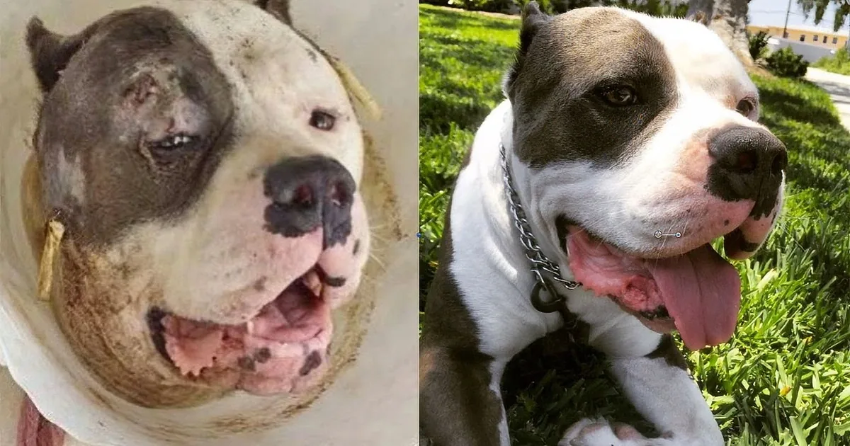 A pit bull with a damaged face and a healed version side by side.
