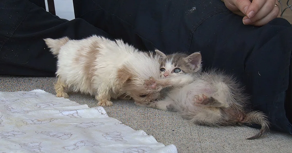 Two kittens playfully interact on a blanket, one with a white and orange coat, the other with a gray and white coat.