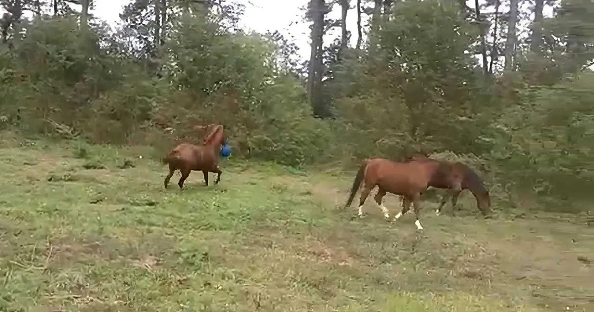 A horse in a field holds a blue ball in its mouth while others graze nearby.