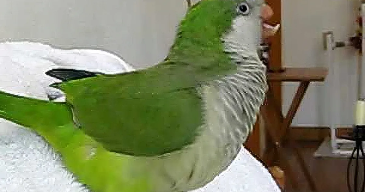 A green and white parrot perches on a white towel, looking to the right.