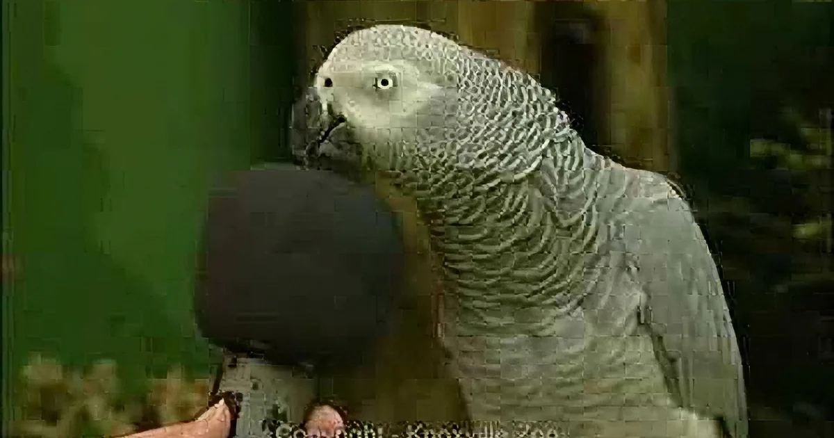 When Asked ''so, Think You''re Famous?'' This Parrot Responds Without Missing a Beat! LOL!