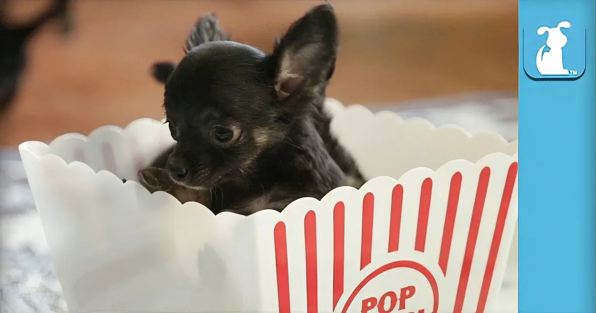 A small black puppy with pointy ears is nestled inside a popcorn bucket.