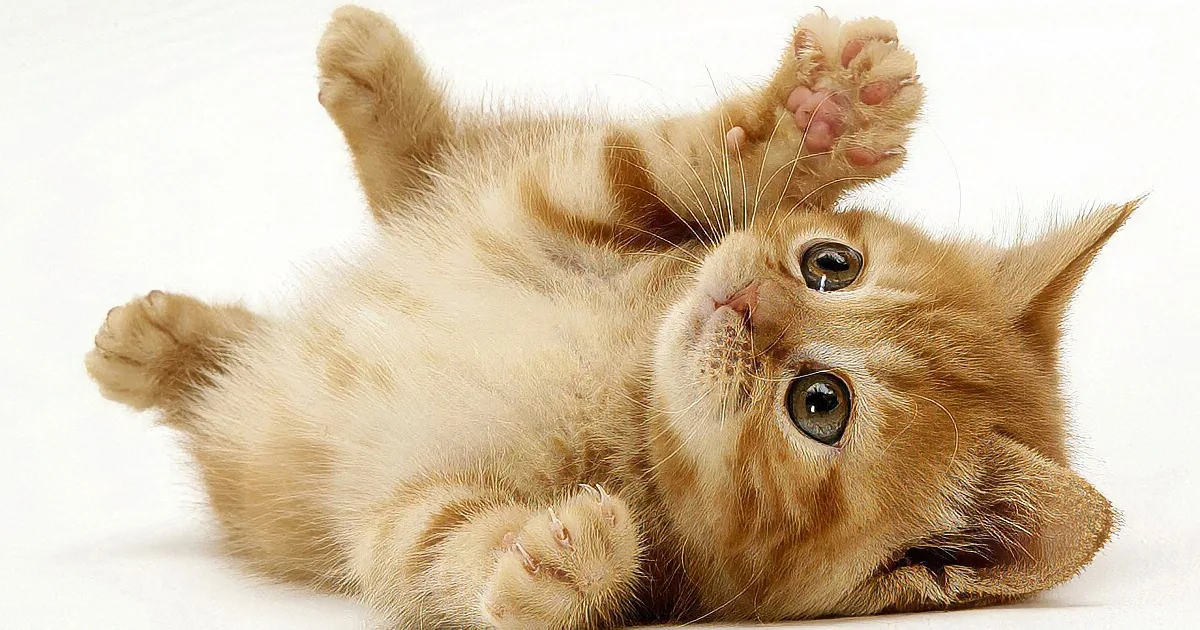 A playful orange tabby kitten lies on its back, paws in the air, and looks directly at the camera.
