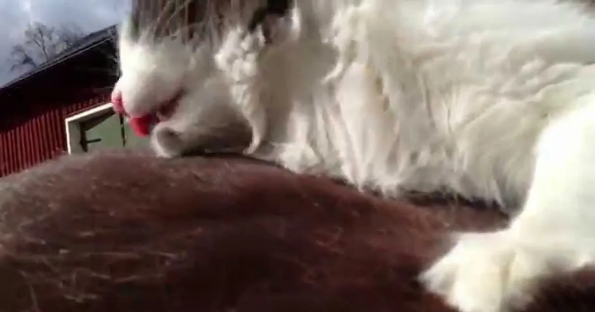 A fluffy white cat with a red collar is perched on a wooden fence, looking down.