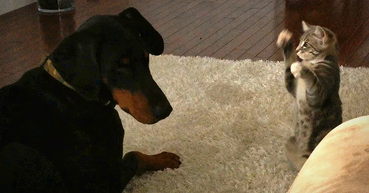 A Doberman and a tabby kitten face each other on a fluffy beige carpet, both appearing alert and ready to interact.