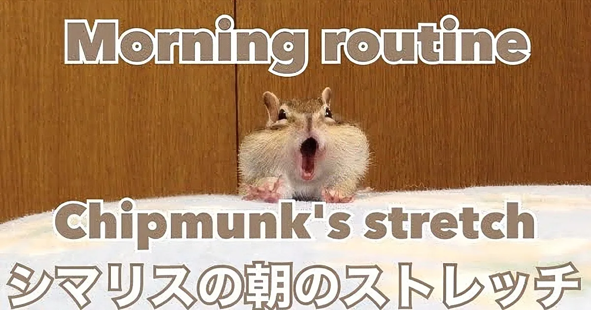 A chipmunk with striped fur peeks out from under a bed, its eyes wide and curious.