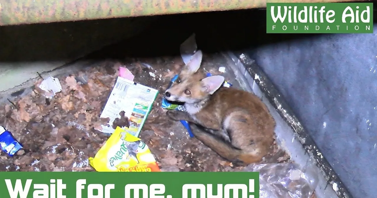 A fox is lying amidst trash under a vehicle, surrounded by litter and debris.