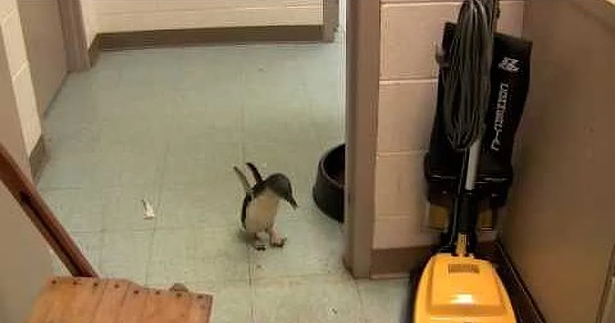 A small bird stands on a tiled floor near a doorway, with a vacuum cleaner and other items in the background.