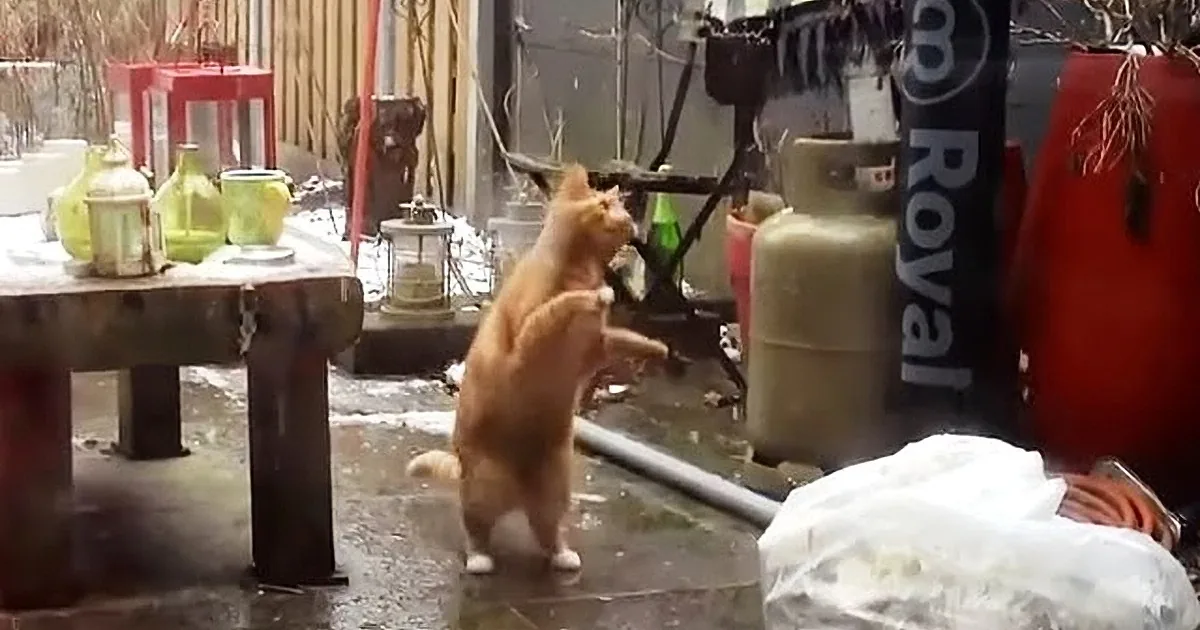 Kitty''s Wintry Purr-Suits Involves Chasing Snowflakes! Now Isn''t That Adorable!