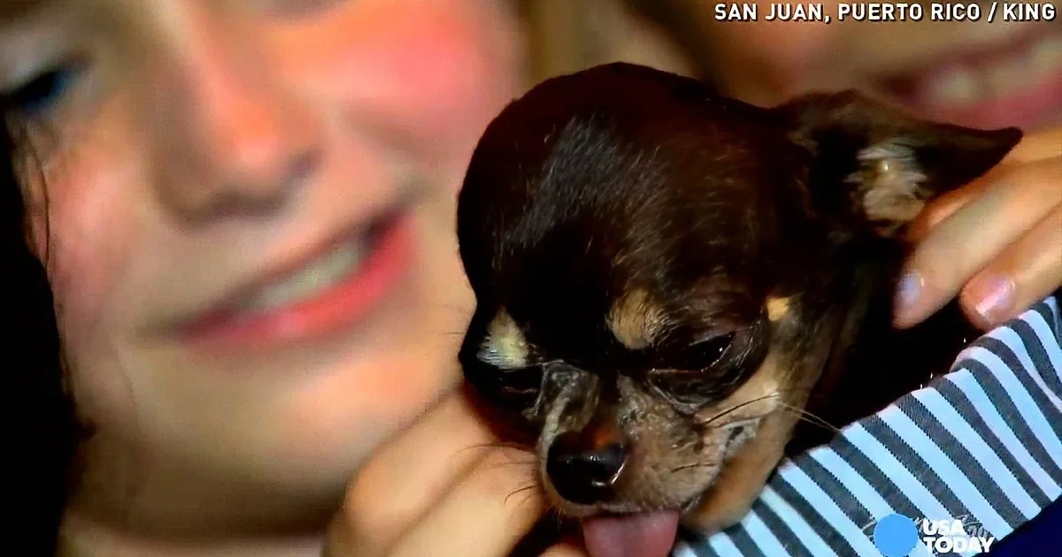 A small, dark-furred puppy is being held gently by a person, with a blurred background and text indicating the location...