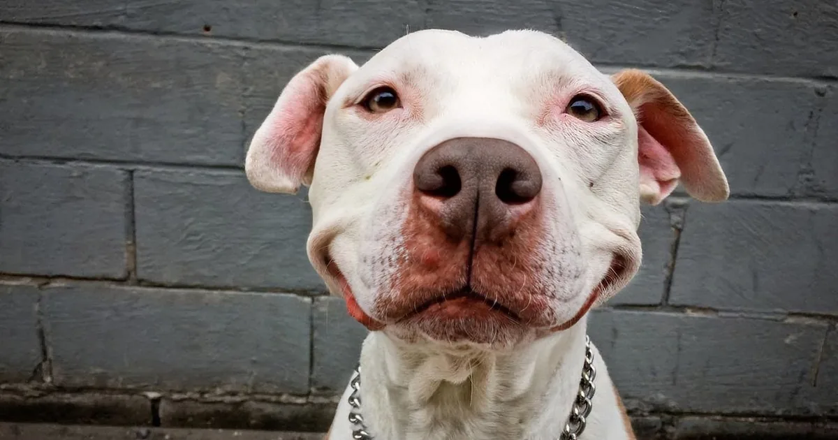 A white dog with pink ears and nose, wearing a chain collar, stands in front of a gray brick wall.