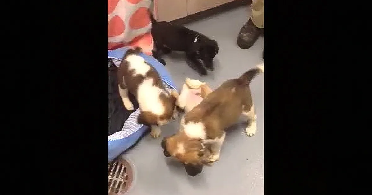 Four puppies, two brown and white, one black and white, and one brown, are playing on the floor near a blue pet bed.