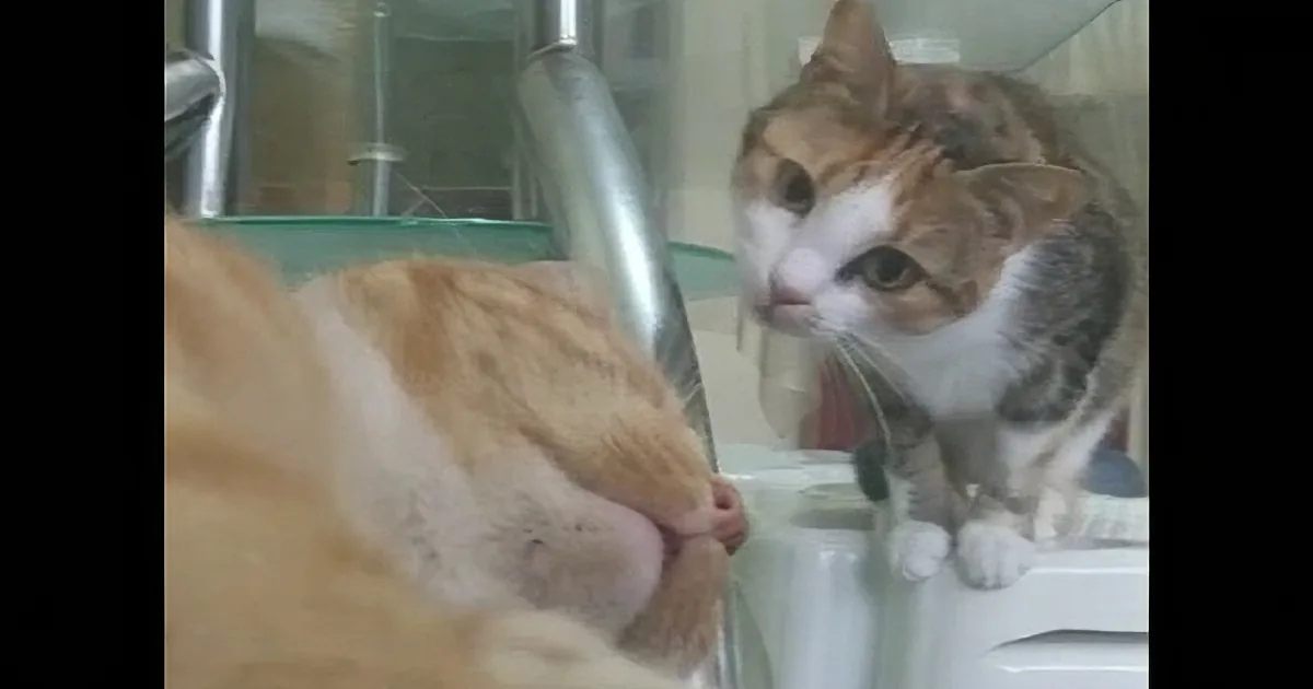An orange and white cat is reaching out with its paw towards a glass barrier.