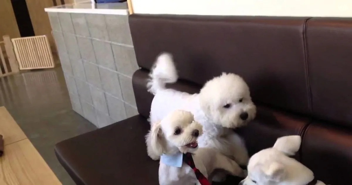 A fluffy white dog sits on a brown leather couch, looking slightly to the side with a curious expression.