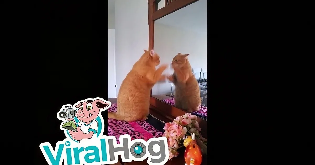 An orange cat interacts with its reflection in a mirror, appearing to play or fight.