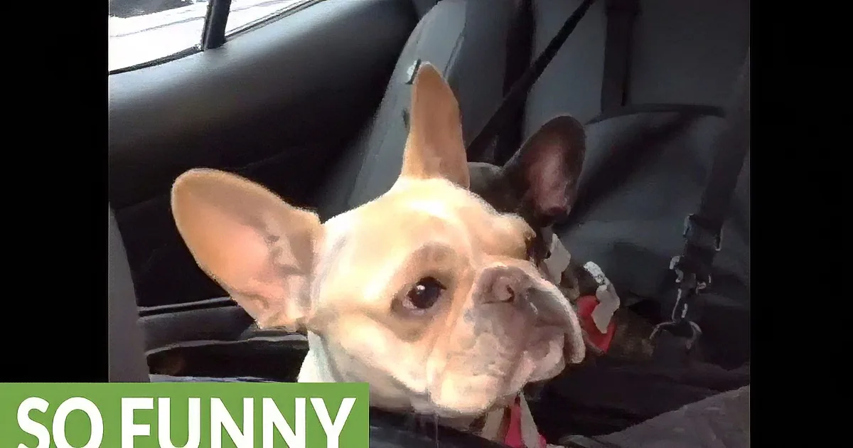 A French Bulldog with a surprised expression sits in a car, wearing a harness.