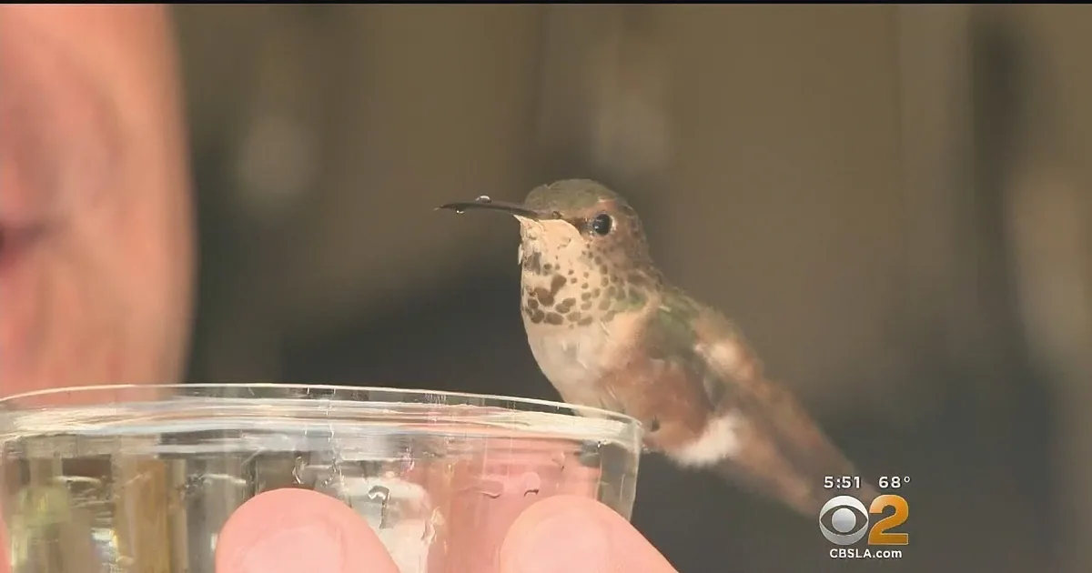 A hummingbird perches on a clear plastic cup held by a person's hand.