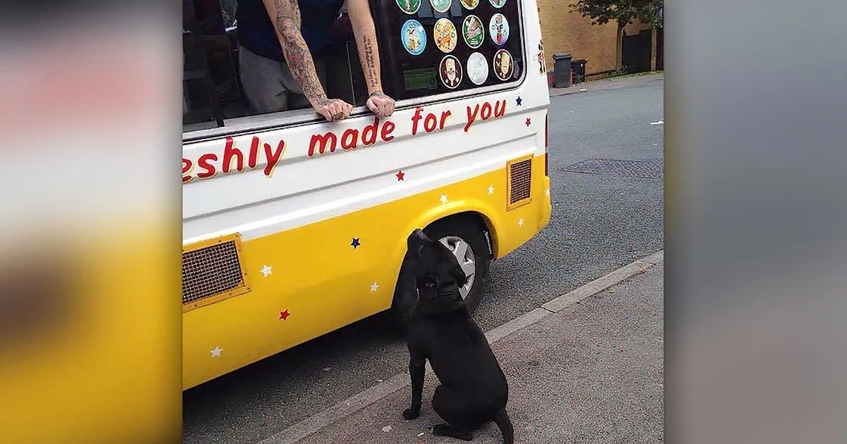 A black dog sniffs the tire of a yellow and white food truck with "Freshly made for you" written on it.