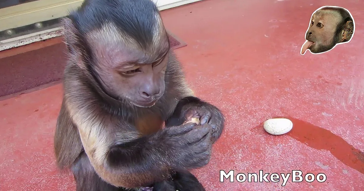 A monkey is eating a nut with its hands on a red surface.