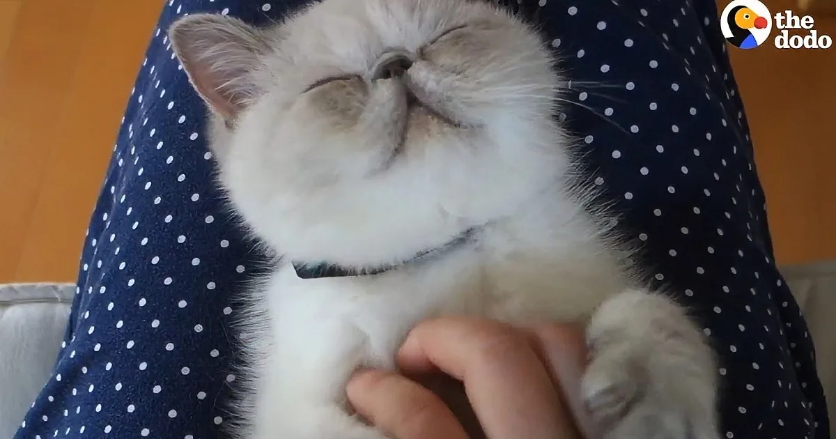 A fluffy white cat is being petted, eyes closed, on a person's lap with a polka-dot blanket.