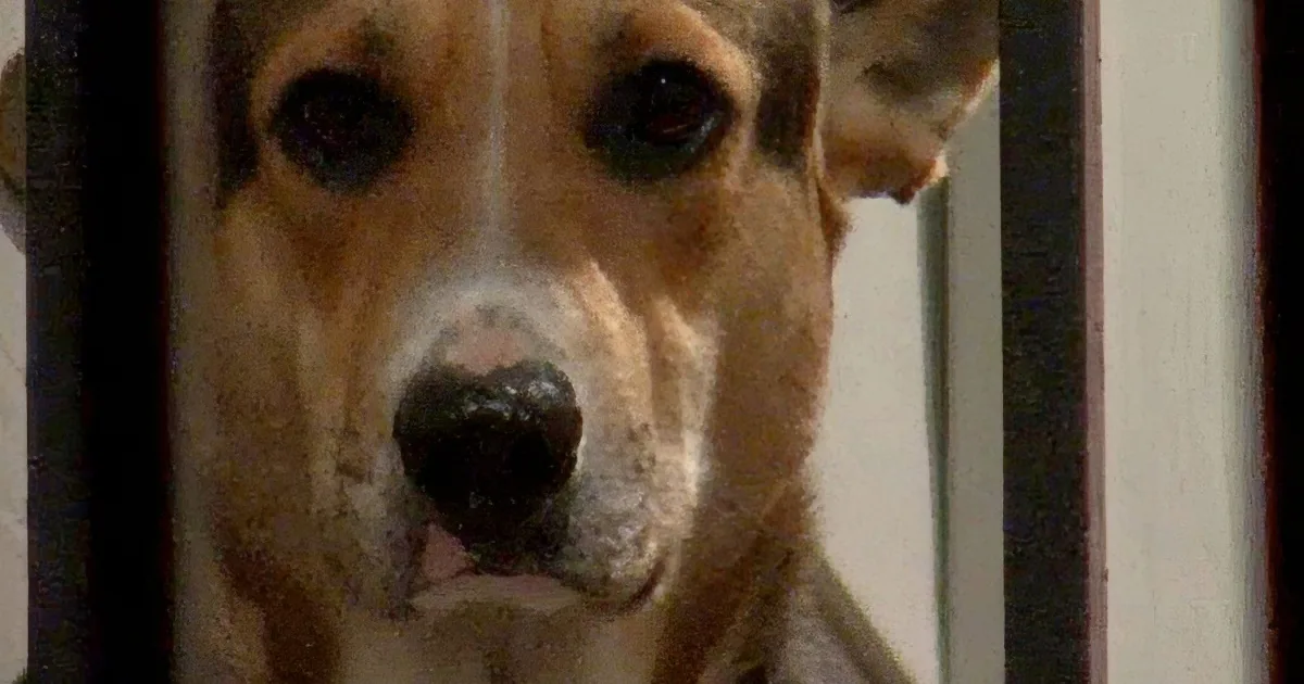 A close-up of a brown dog with a white muzzle, looking directly at the camera.