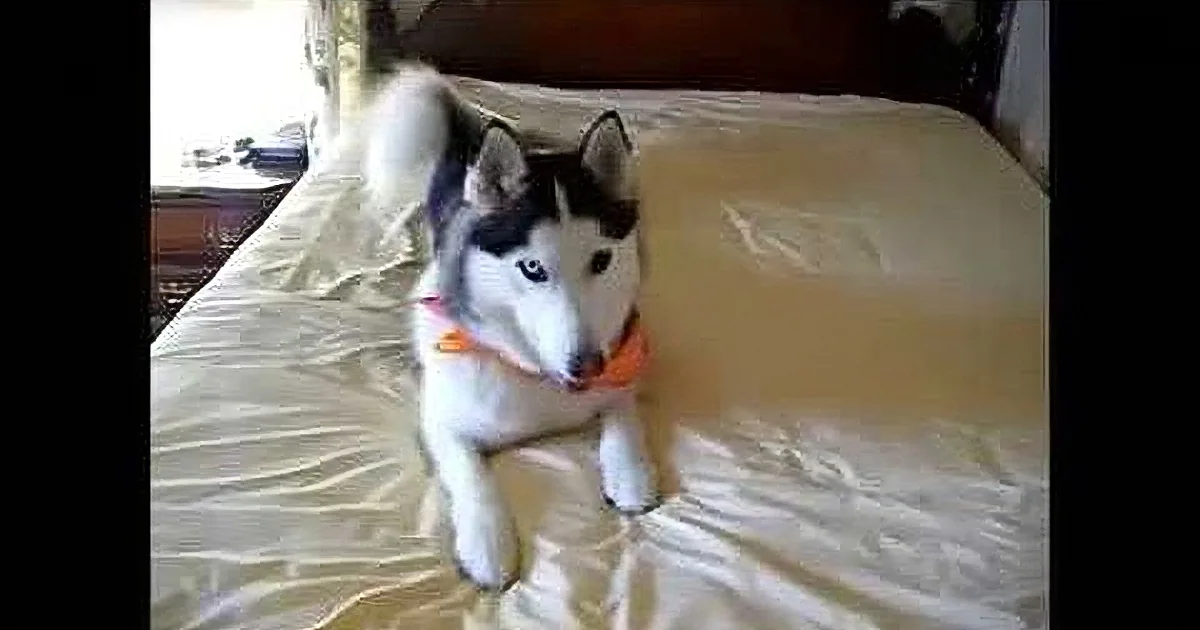 A husky dog with blue eyes and white and black fur is sitting on a bed with a red collar.