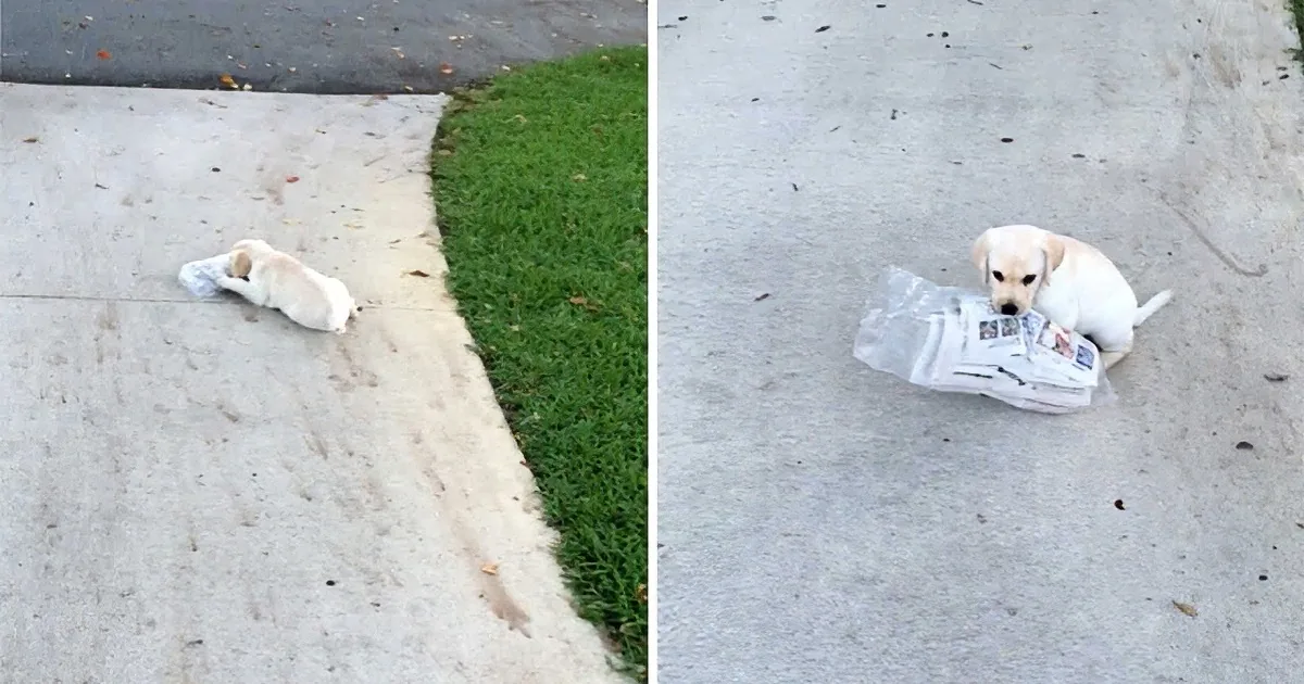 A small white puppy is lying on a sidewalk, chewing on a plastic bag.