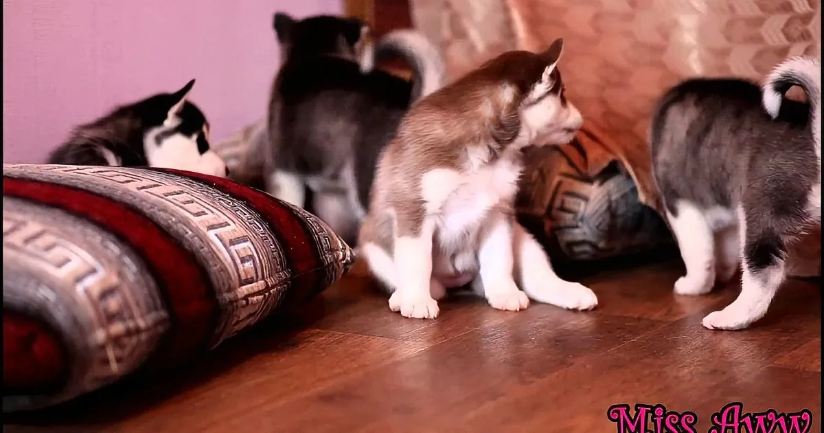 Four adorable husky puppies are playing on a wooden floor, surrounded by cushions and pillows.