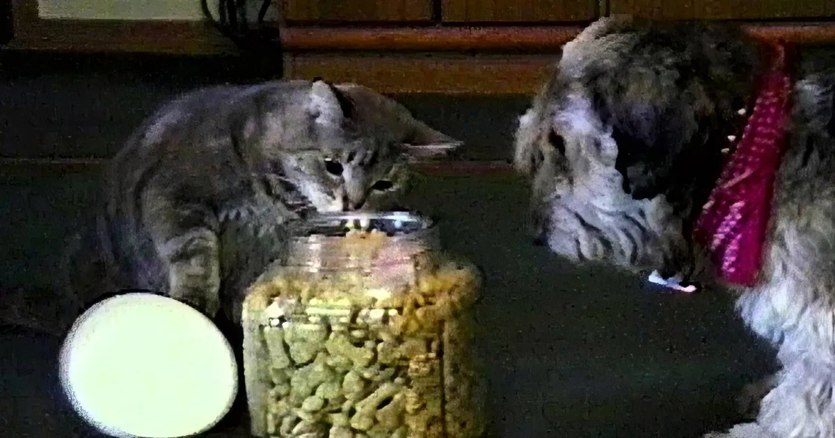 A cat and a dog are eating from separate bowls on a table.