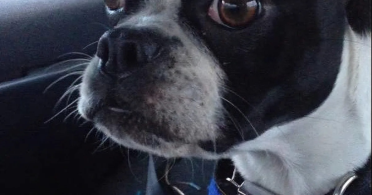 Boston Terrier Sits in Car Back Seat. My Jaw Dropped When I Heard What Sounds He Made.