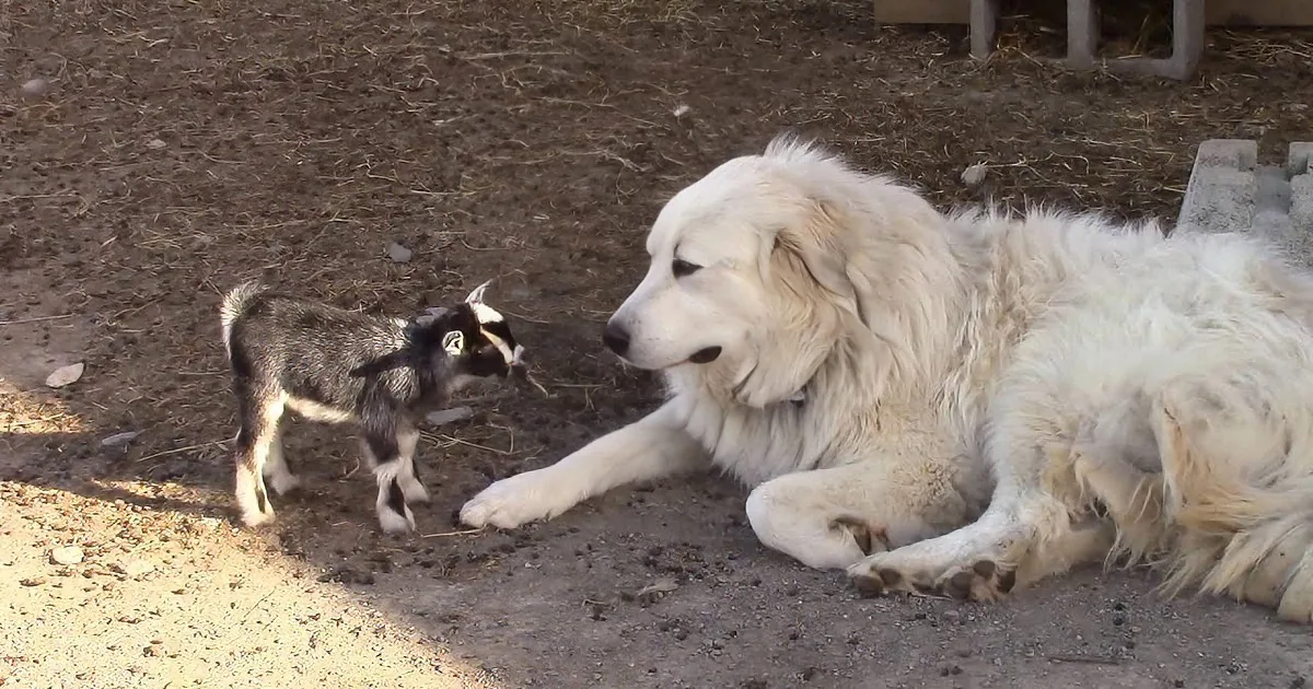 A large white dog lies on the ground, facing a small black and white goat, both on a dirt surface.
