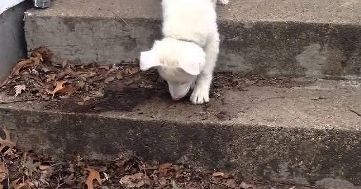 A white puppy stands on a concrete step, sniffing the ground amidst scattered leaves.