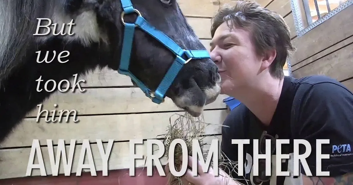 A person kisses a horse wearing a blue halter, with text overlaid saying "But we took away from there."