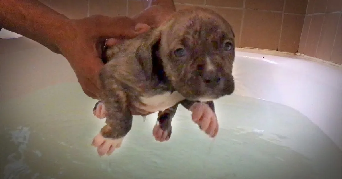 A puppy is being held above a bathtub filled with water, with a person's hands supporting it.