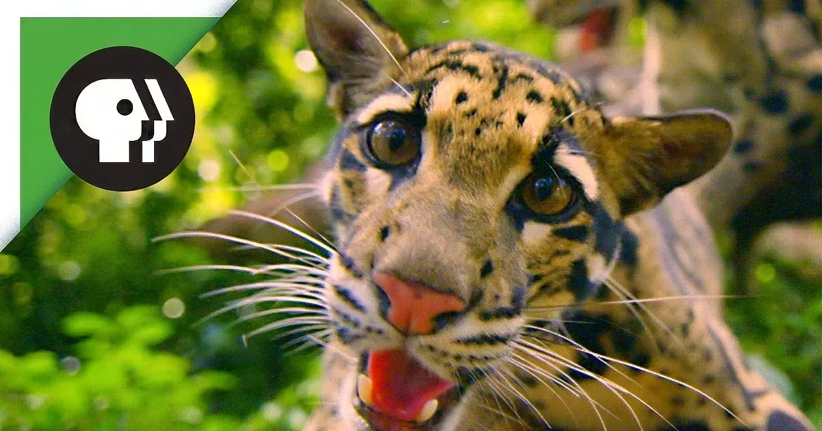A close-up of a clouded leopard with its mouth open, showing its tongue, against a blurred green background.