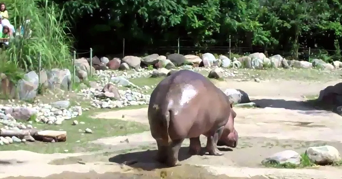 A hippopotamus stands on a rocky, grassy area with a forested background.