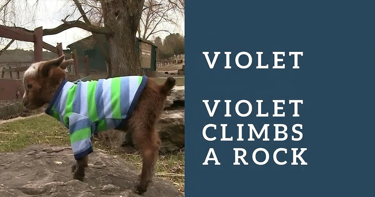 A goat wearing a striped sweater climbs a rock in a fenced area with trees and a barn in the background.
