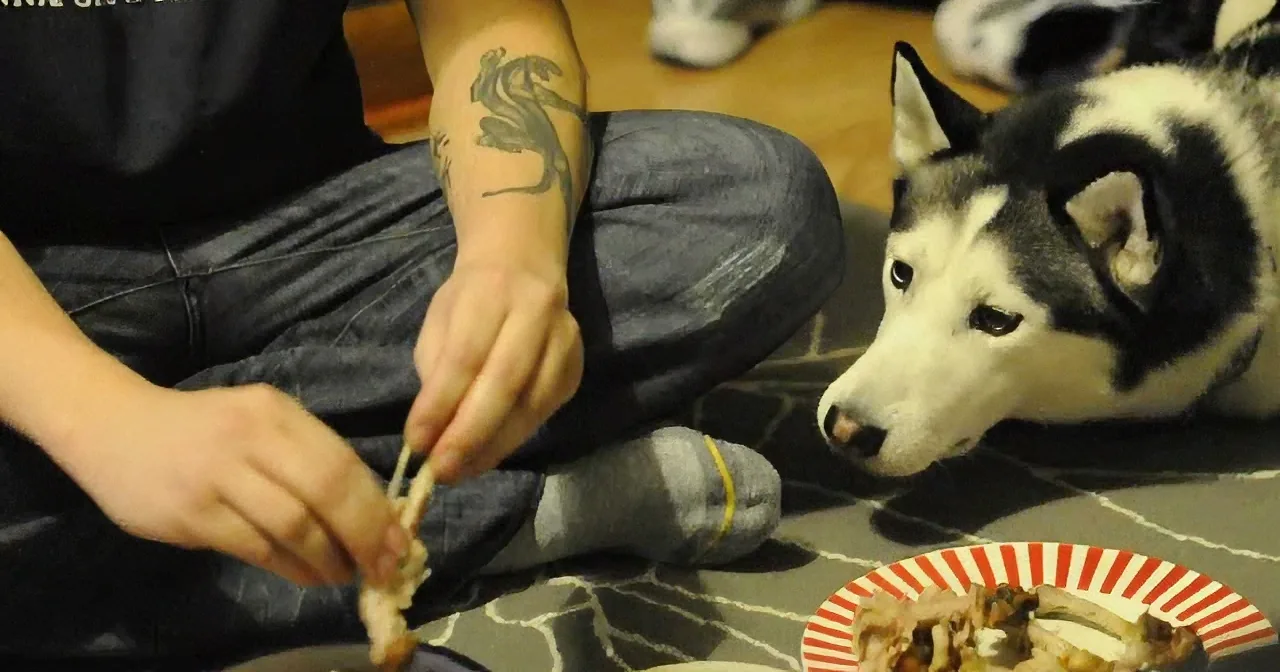 Precious Siberian Husky Has the Best Face, Begging Dad for Piece of Chicken. so, Adorable!