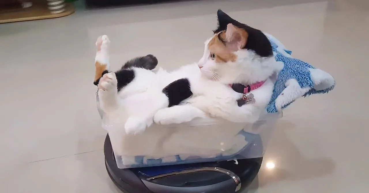 Funny Cat Rides the Roomba Like a Boss