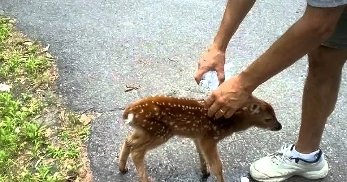 A person gently pets a small deer fawn on a paved path.