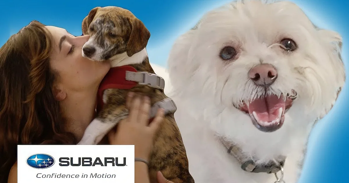 Darling Rescued Dogs Go to Water Park... so Precious!