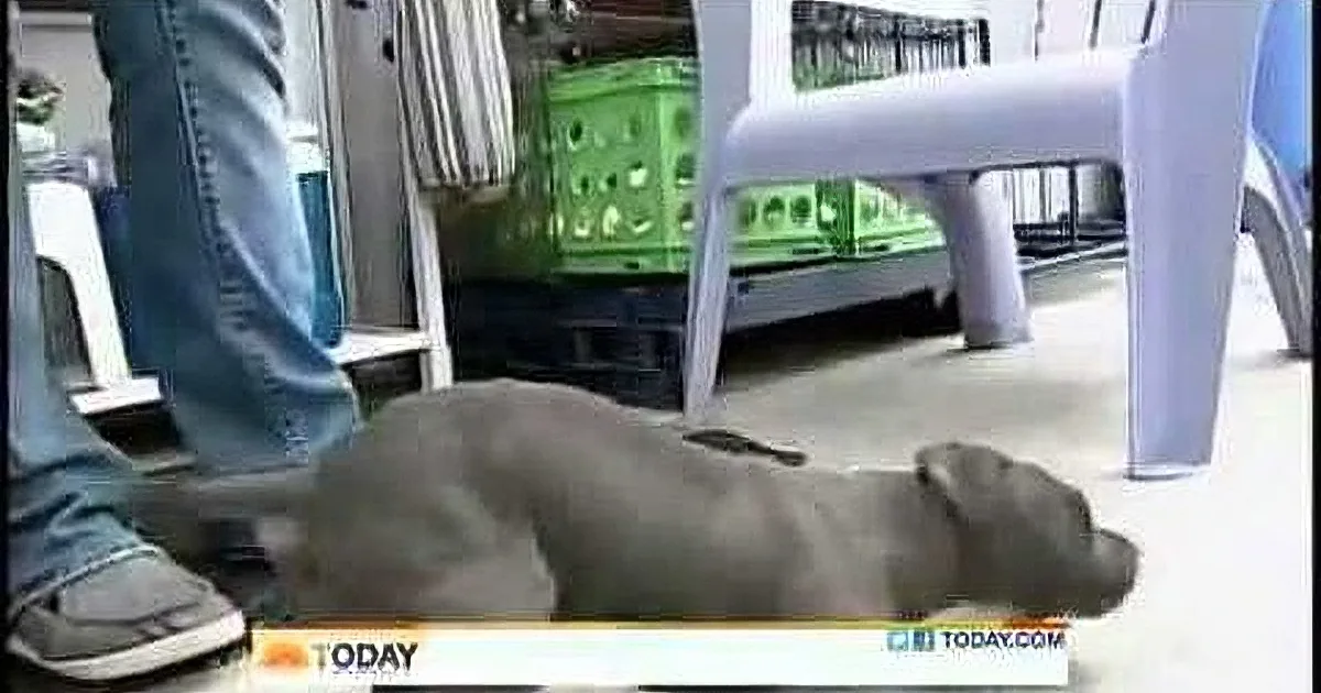 A cat is lying on the floor, partially obscured by a person's legs and a white chair.