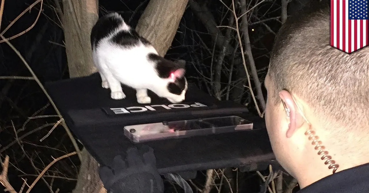 A black-and-white cat sits on a police vehicle, looking at a person wearing gloves and a badge.